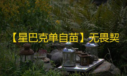【星巴克单自苗】无畏契约-辅助